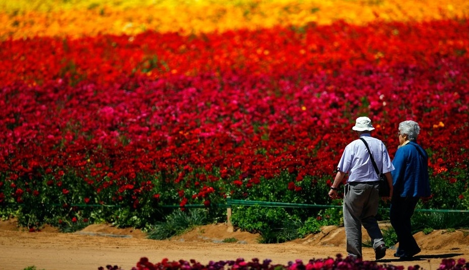 美國加州卡爾斯班花海絢爛