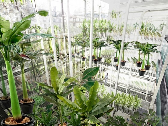 巴黎城市垂直香蕉種植園 中國風景園林網