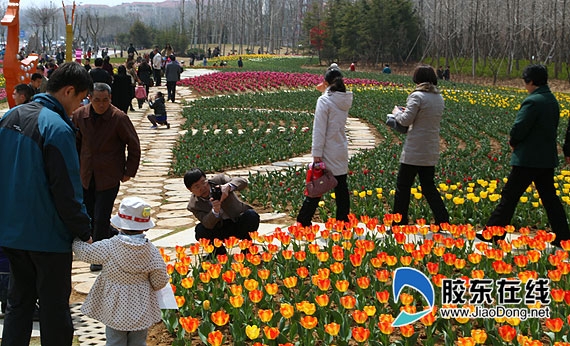 煙臺海邊7000平方米的郁金香開花迎客