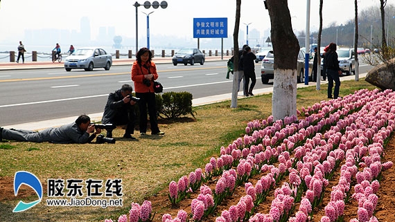 綻放的風信子卻吸引了眾多攝影愛好者
