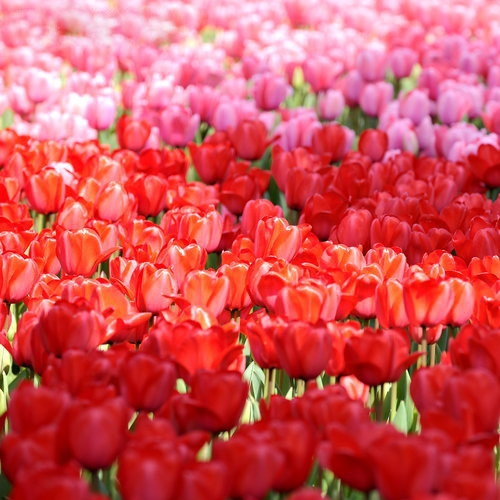 歐洲賞花之旅 被鮮花的海洋“吞噬”掉