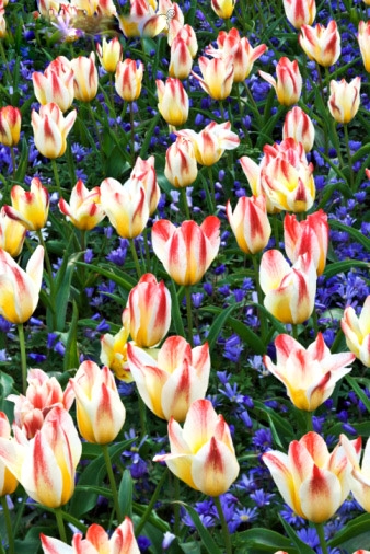 歐洲賞花之旅 被鮮花的海洋“吞噬”掉