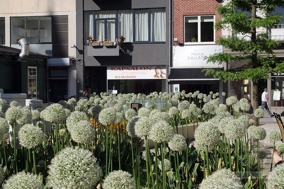 OKRA景觀事務所設計的Korenmarkt廣場