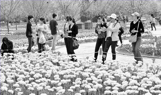 河北：石家莊植物園第六屆郁金香花展 數量達百萬余株