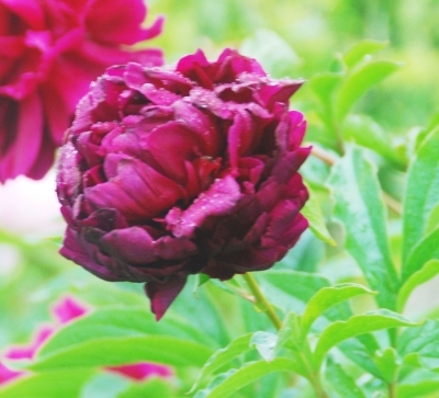 江蘇：揚州數百種芍藥爭相吐艷