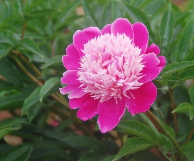 江蘇：揚州數百種芍藥爭相吐艷