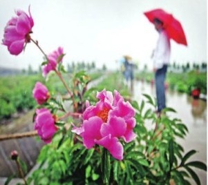 上海：申城最大牡丹園開園迎客