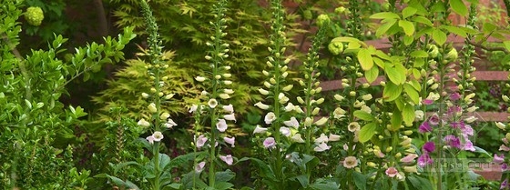 2013切爾西花展金獎