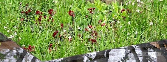 2013切爾西花展金獎：每日電訊報花園