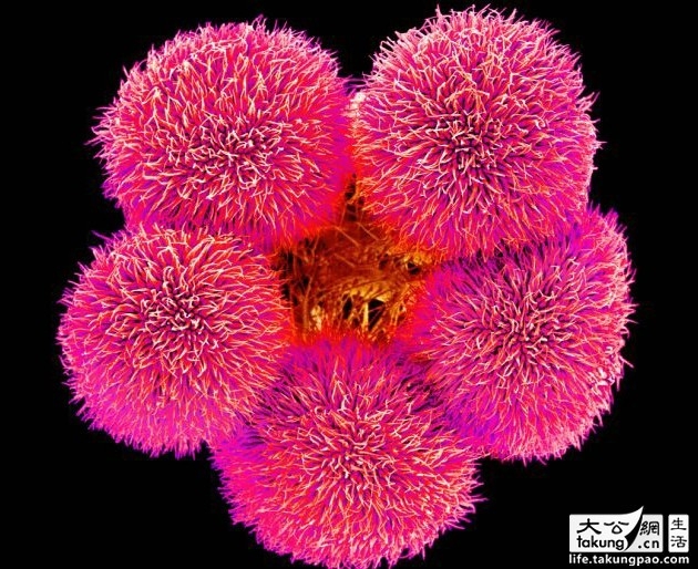 日本藝術家拍攝顯微鏡下的唯美鮮花