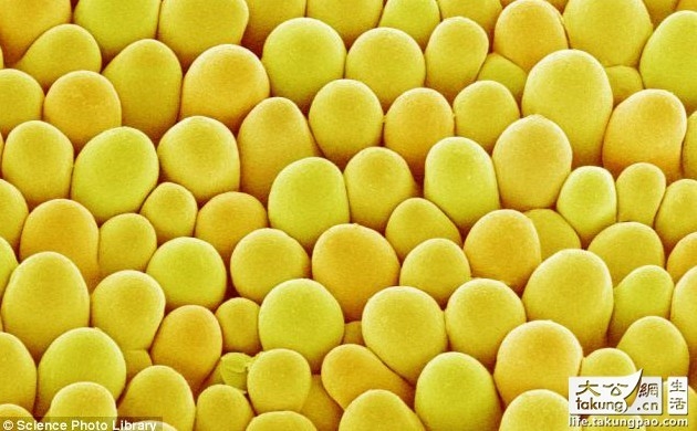 日本藝術家拍攝顯微鏡下的唯美鮮花