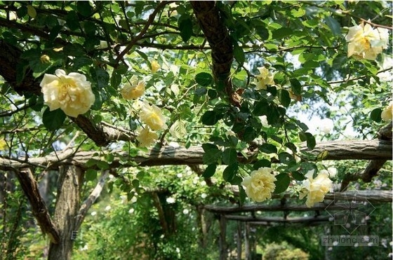 長島菲普斯花園