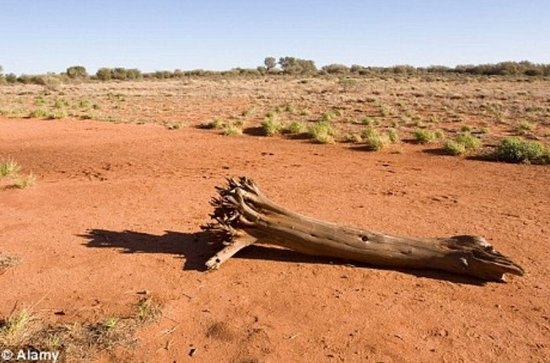 過去30年 全球溫度升高或致植物“瘋長”