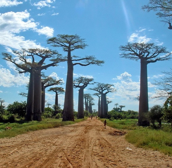 盤點地球上7座最奇特森林 猴面包樹大道上榜