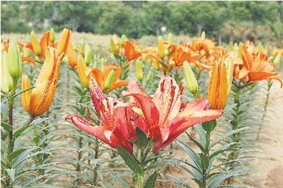 河南：鄭州植物園百合花開 花期短暫莫錯過