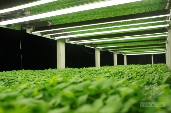 美國最大的室內有機農場