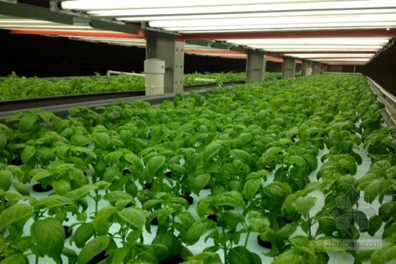 美國最大的室內有機農場