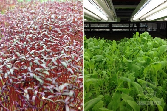 美國最大的室內有機農場