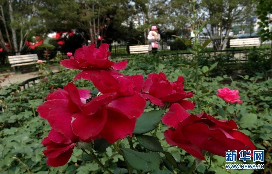 北京：加大城市綠化工作 鮮花扮靚城市生活