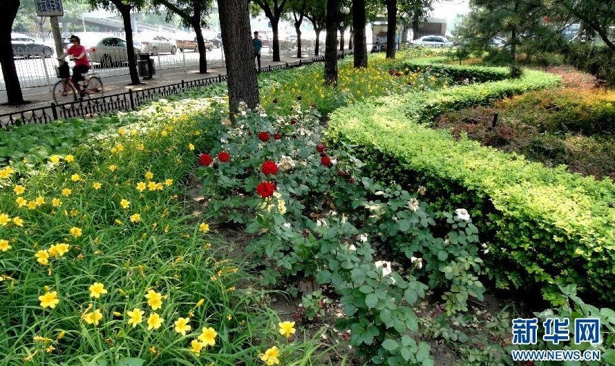 北京：加大城市綠化工作 鮮花扮靚城市生活