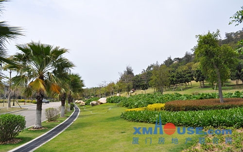 廈門：擬修訂園林綠化條例 損害古樹名木或將被罰