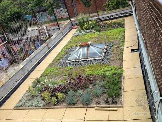 XeroFlor設計的美國新南布朗克斯綠色屋頂