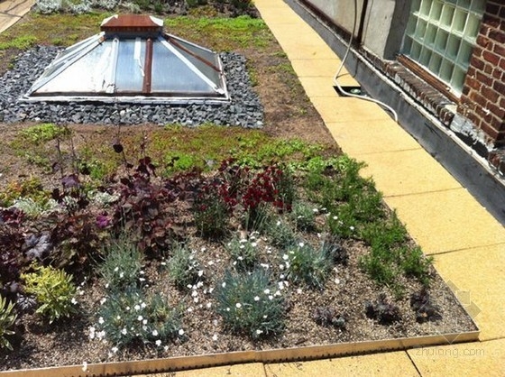 XeroFlor設計的美國新南布朗克斯綠色屋頂