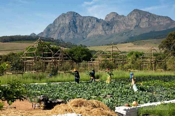 南非開普敦農場酒店的奇妙花園