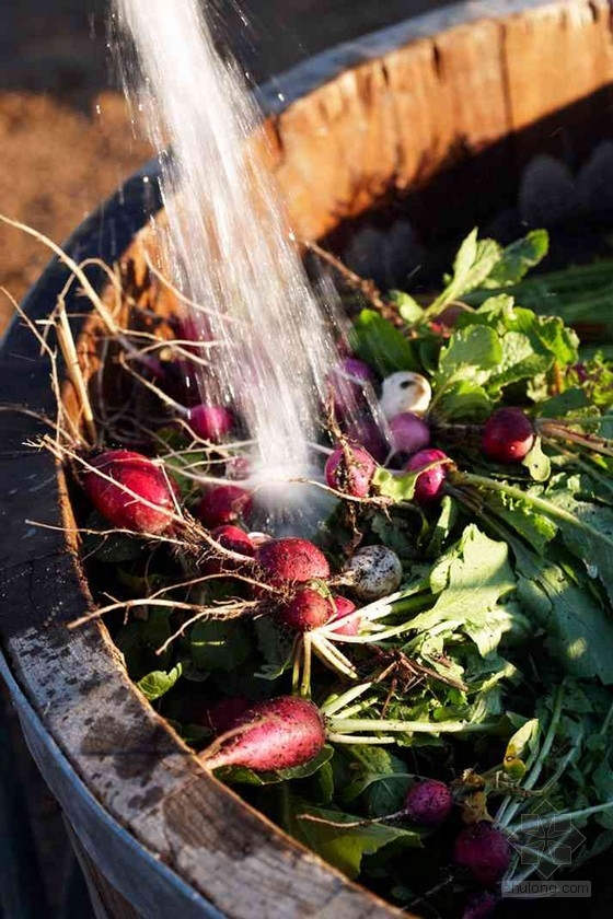 南非開普敦農場酒店的奇妙花園