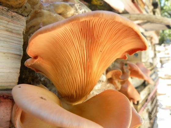 加拿大Connaissance花園