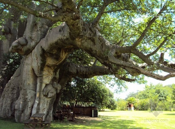 南非6000年樹齡猴面包樹上的陽光酒吧