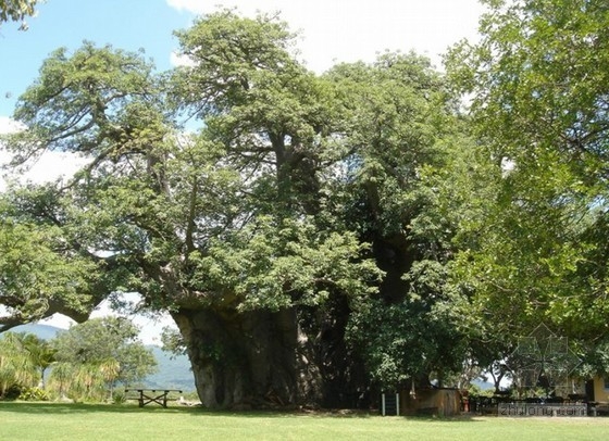 南非6000年樹齡猴面包樹上的陽光酒吧
