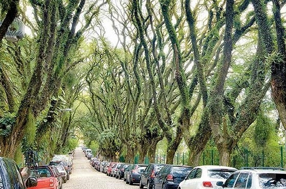 世界上最美的街道----巴西阿雷格里港大街