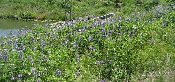 CMG設計的都柏林農場水池