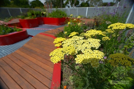 澳大利亞伯恩利的綠頂