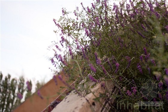 加州掩土農場小屋