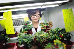 最新技術通過顏色分辨轉基因植物