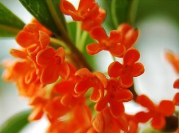 南林大鑒定通過12個桂花新品種