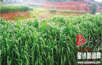 湖南長沙縣推廣“速生植物捕碳儲碳修復大氣環境”技術