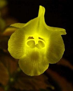 日本將展出會發(fā)光的鮮花