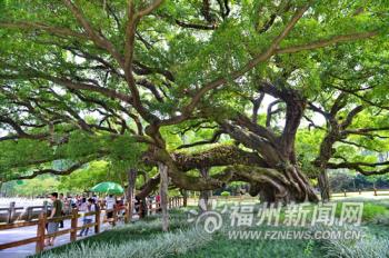 福州：編制“榕蔭規劃”為城市撐上“綠傘”