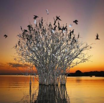 2015世界濕地日主題——濕地:我們的未來(圖)