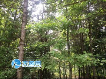 讓森林走進(jìn)城市 南昌構(gòu)建城鄉(xiāng)一體綠化新局面