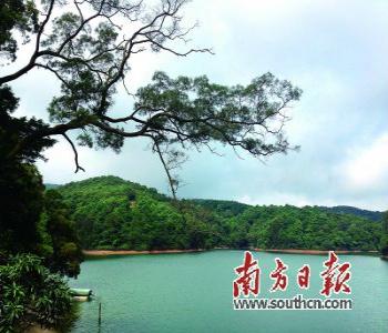 江門離“國家森林城市”還有多遠？(圖)