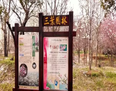 江蘇三葉園林一“櫸”成名天下知