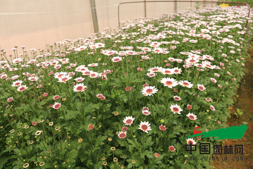 云南科企聯手育成多頭切花菊新品種