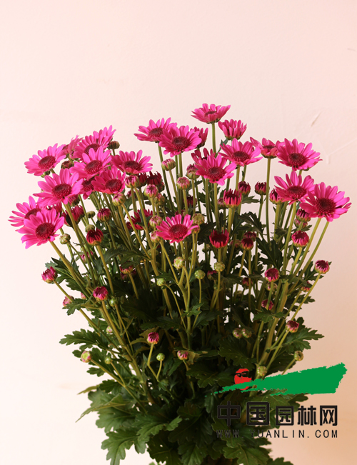 云南科企聯手育成多頭切花菊新品種