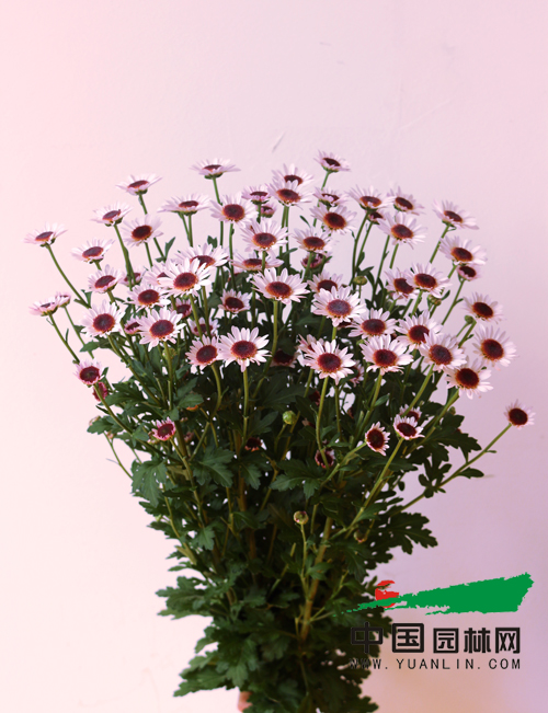 云南科企聯手育成多頭切花菊新品種
