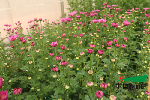 云南科企聯手育成多頭切花菊新品種