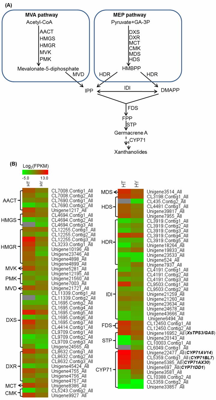 武漢植物園蒼耳腺體細(xì)胞轉(zhuǎn)錄組學(xué)研究獲進(jìn)展